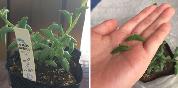 Dolphin Succulent