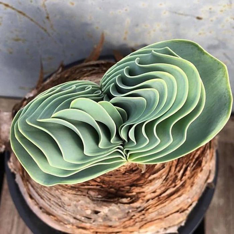 succulent plants