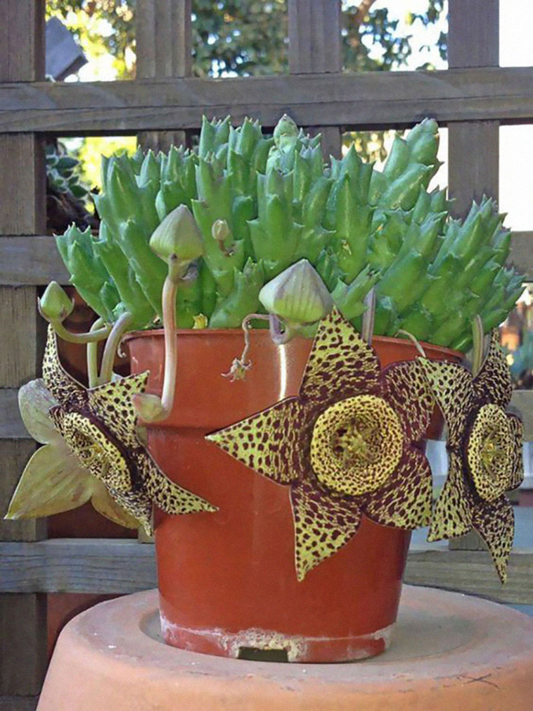 succulents