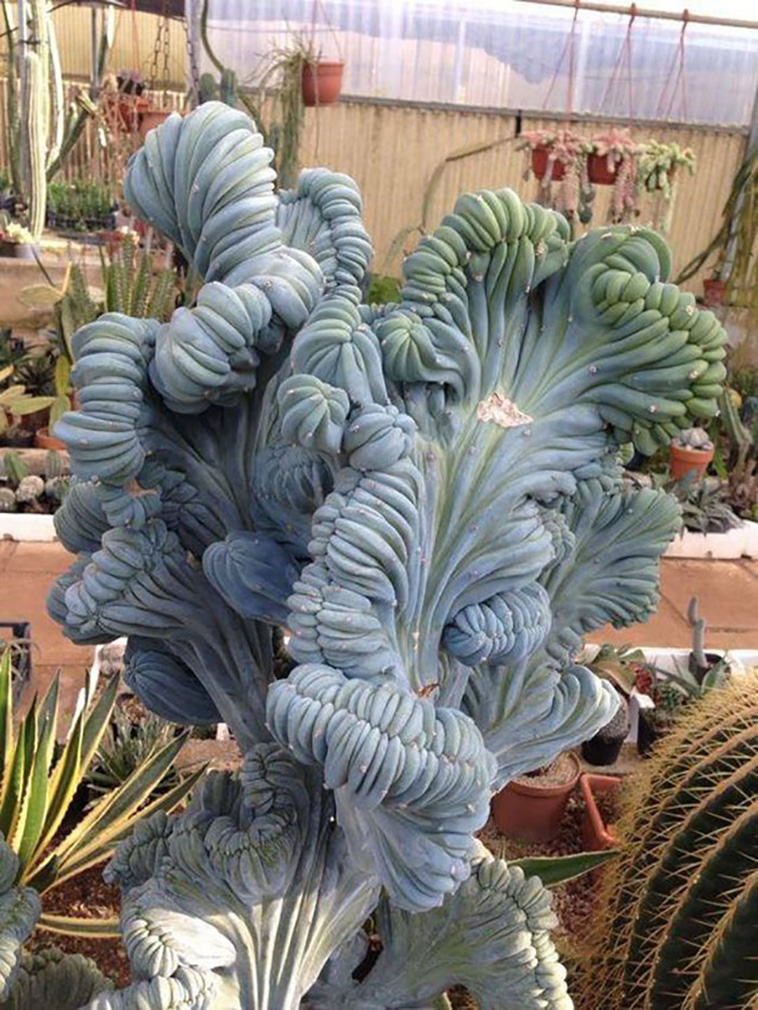 succulents