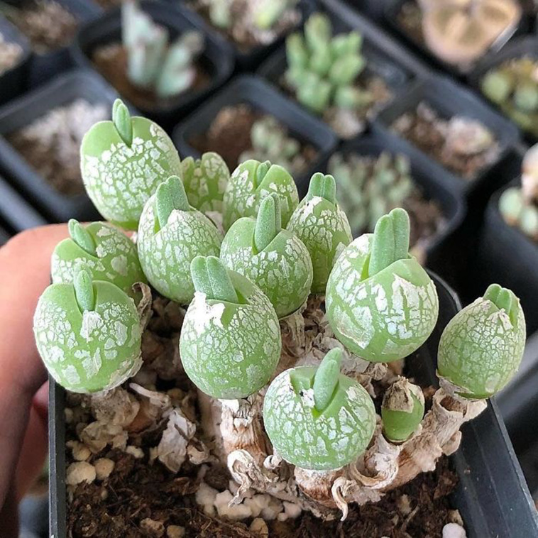 succulent plants