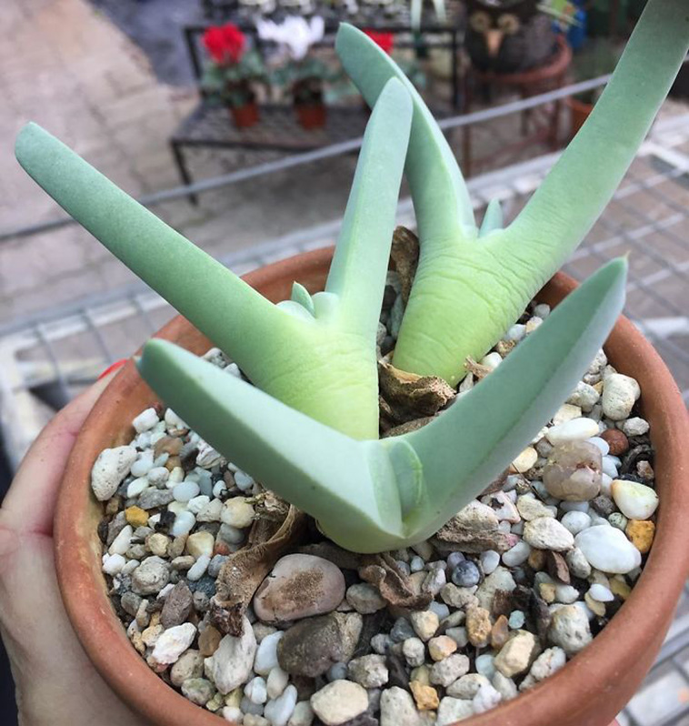 succulent plants