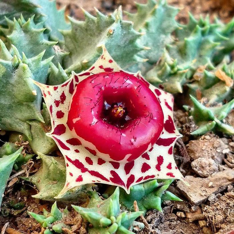 succulent plants