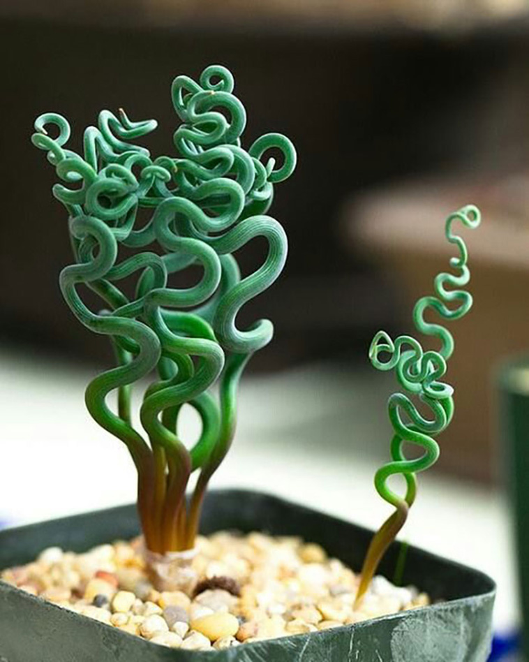 Trachyandra succulents