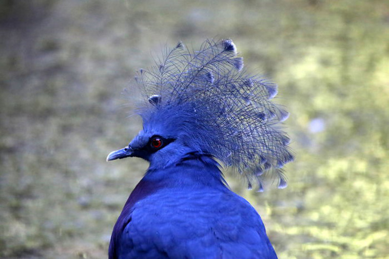 Pigeons