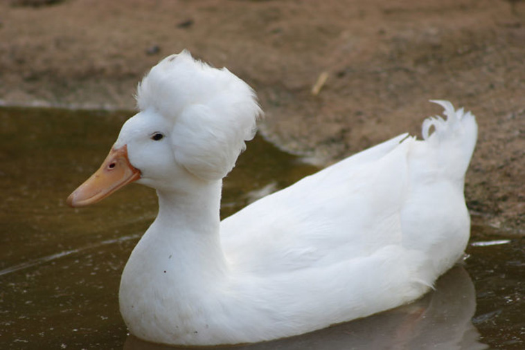 white crested ducks