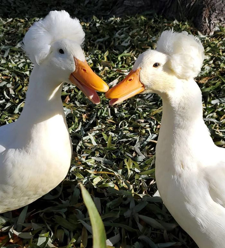 white crested ducks