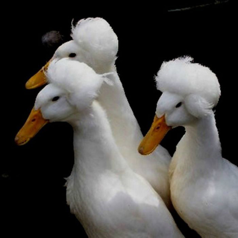 Aristocrat ducks