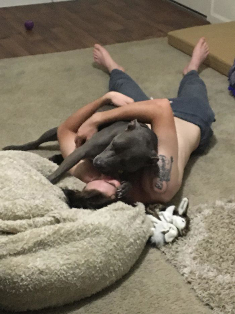 rescue dogs