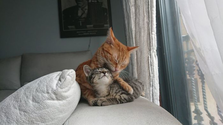 rescue cats