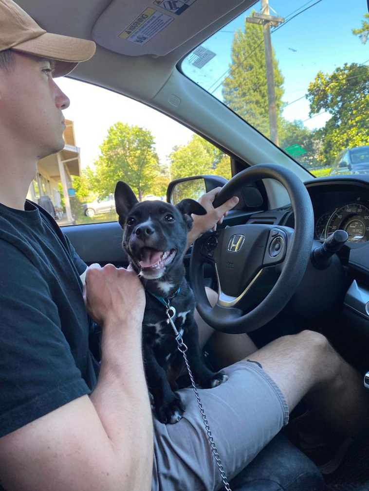 rescue dogs