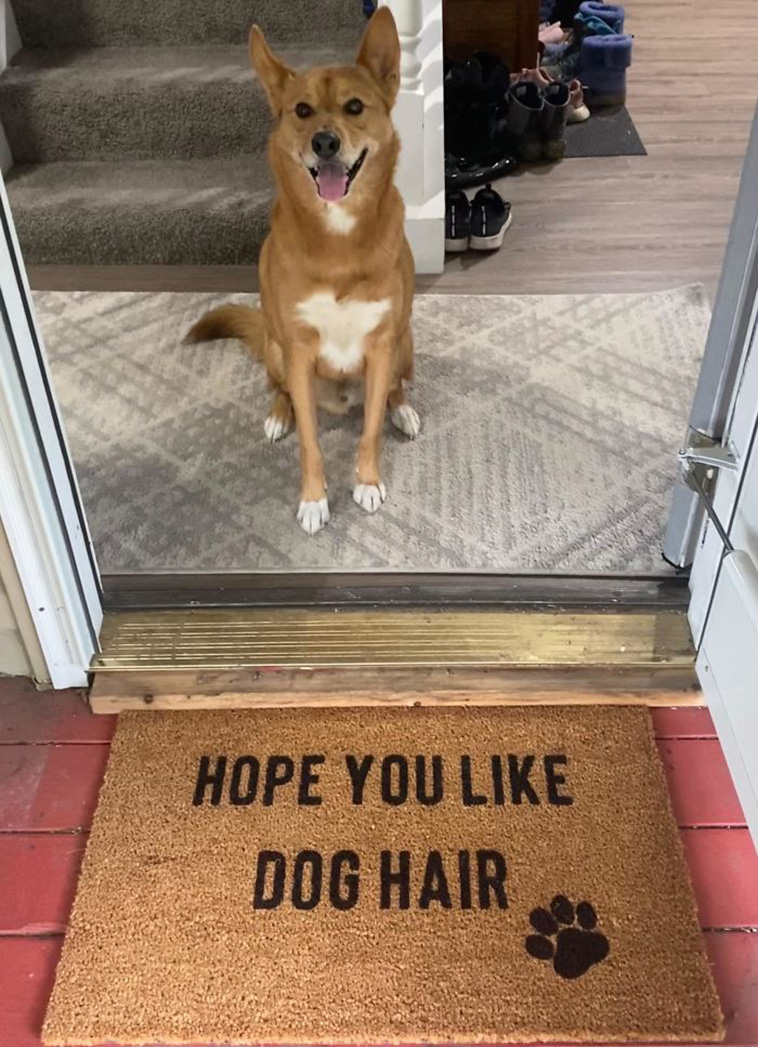 rescue dogs