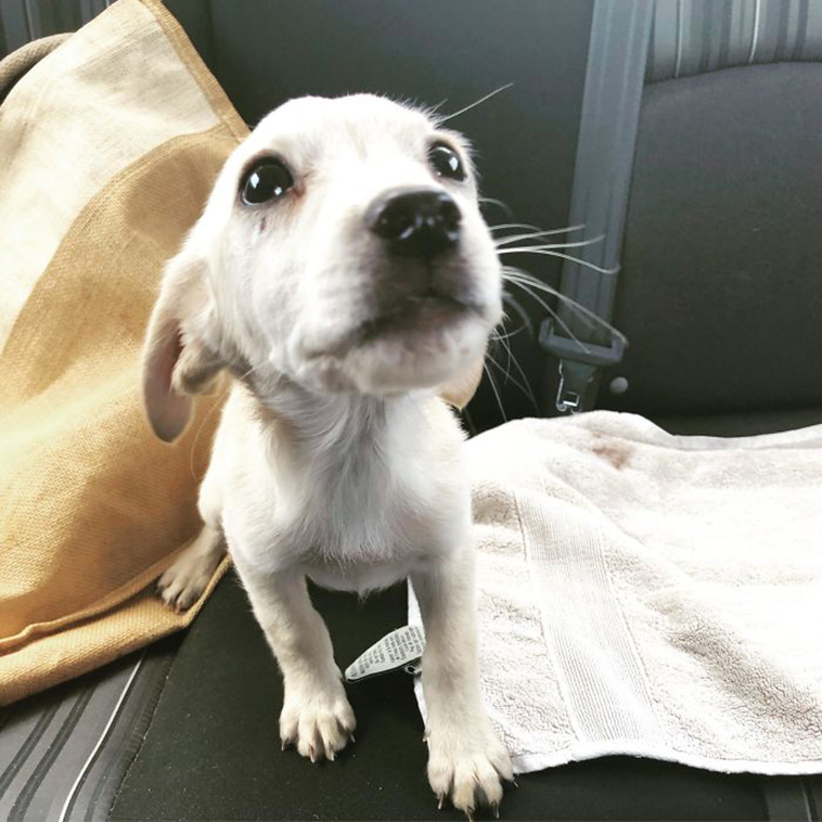 rescue dogs
