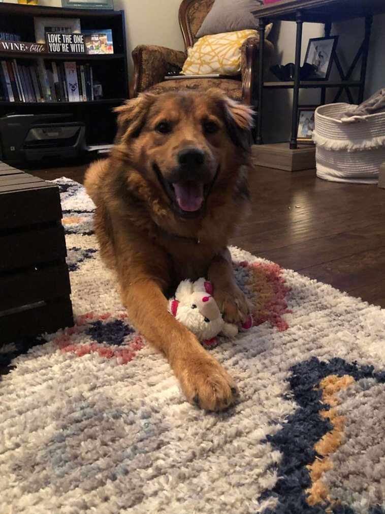 rescue dogs