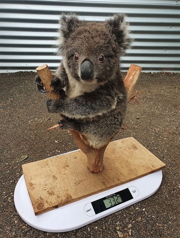 animals being weighed