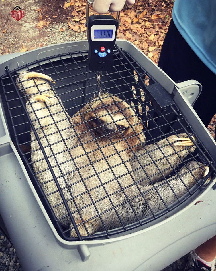 animals being weighed