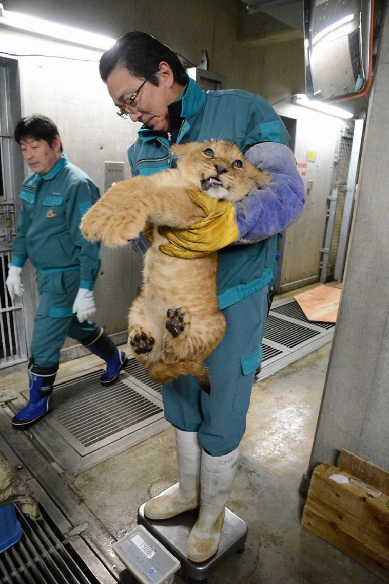 animals being weighed