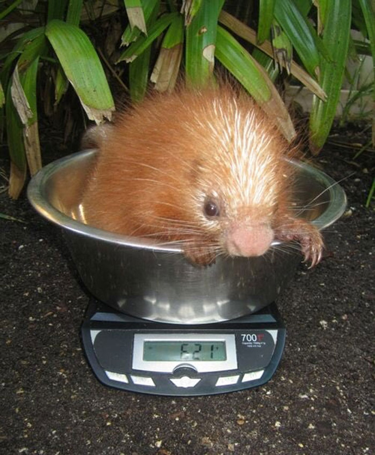 animals being weighed