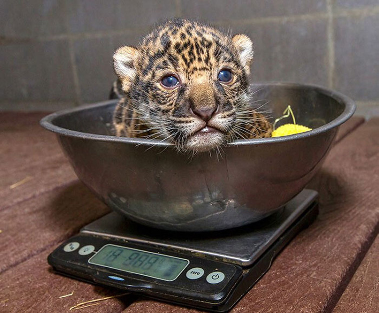 animals being weighed
