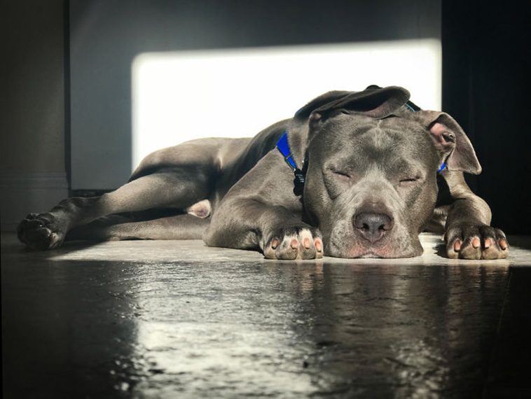 animals enjoying the sun