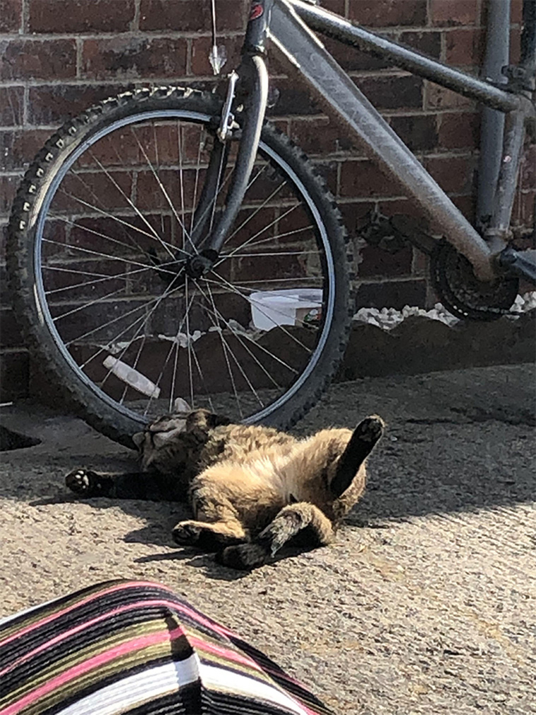 animals enjoying the sun