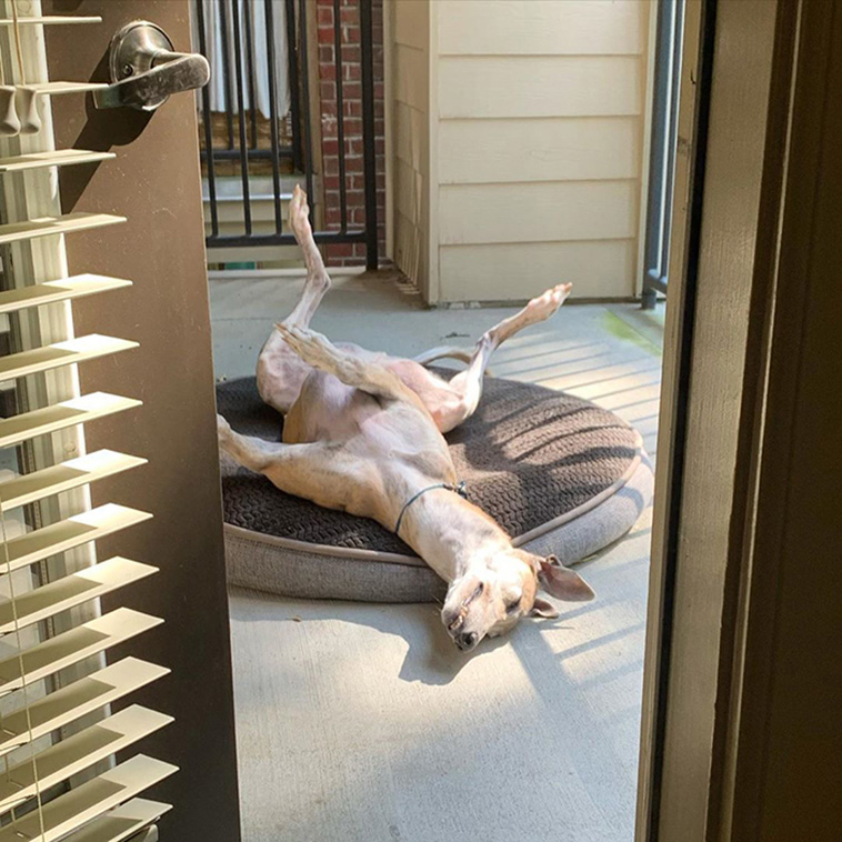 animals enjoying the sun