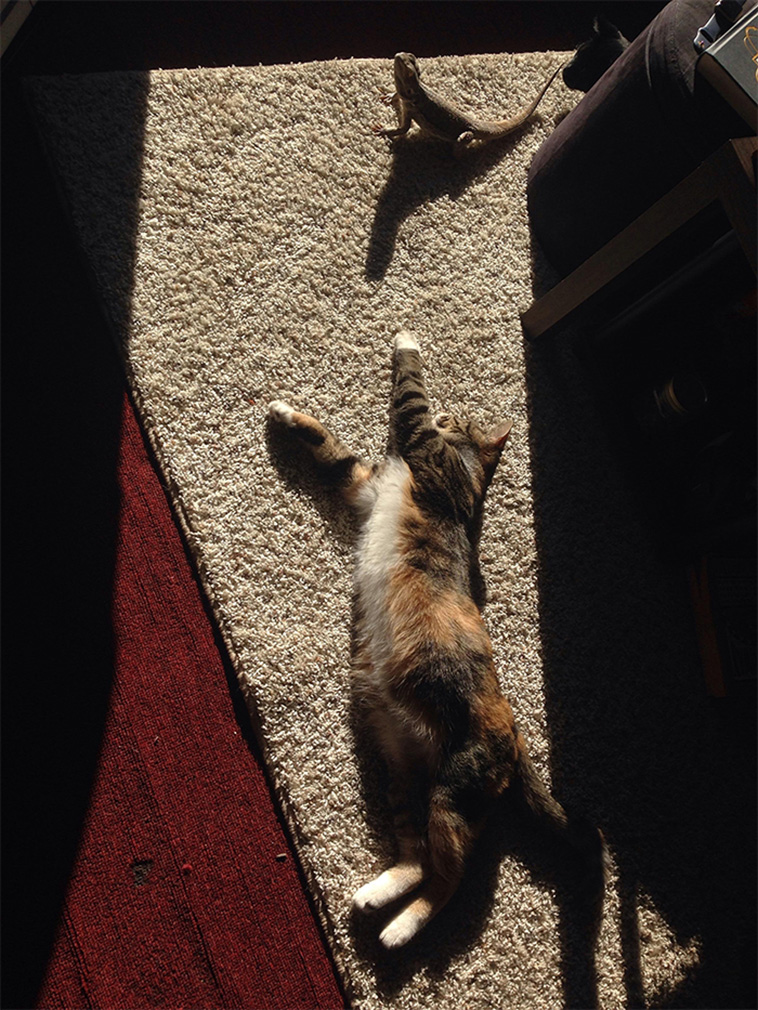 animals enjoying the sun