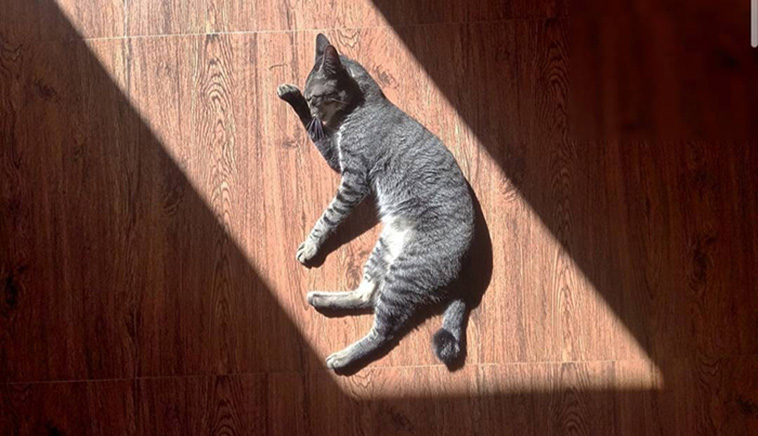 animals enjoying the sun