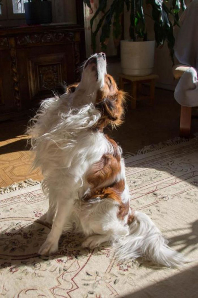 animals enjoying the sun