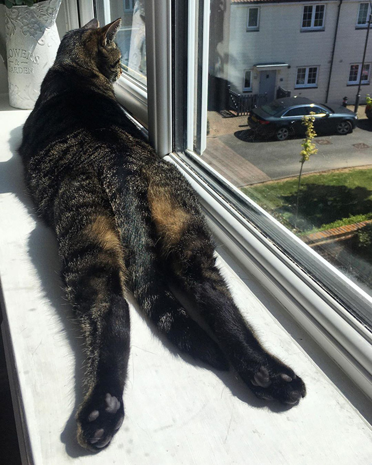 animals enjoying the sun