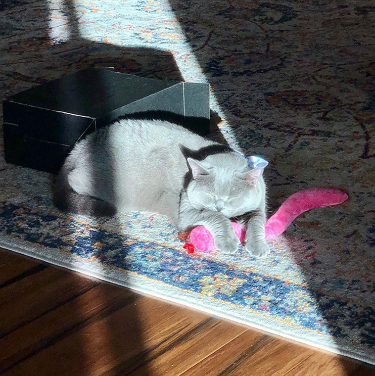 animals enjoying the sun