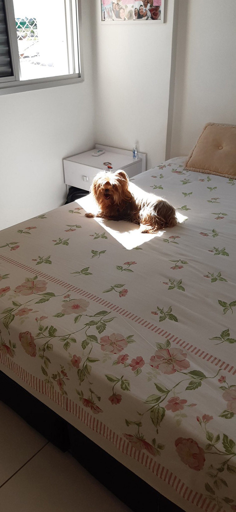 animals enjoying the sun