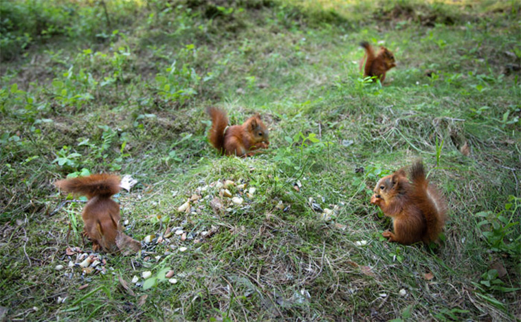 squirrel eating sounds