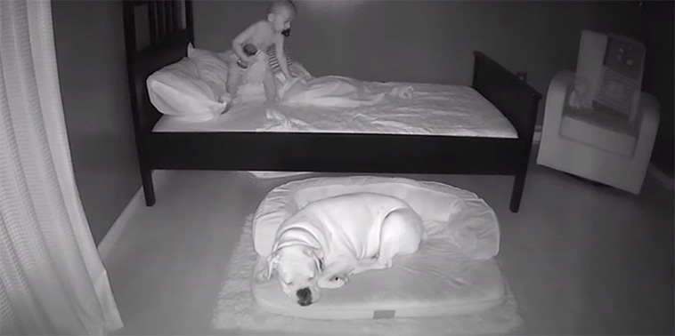 boy sleep with dog