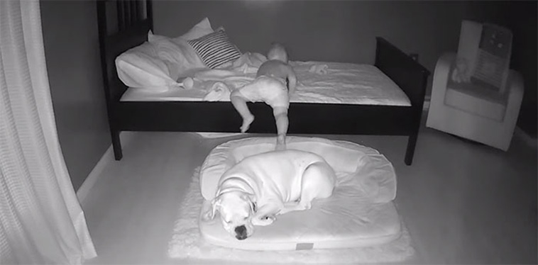 boy sleep with dog