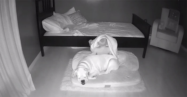 boy sleep with dog