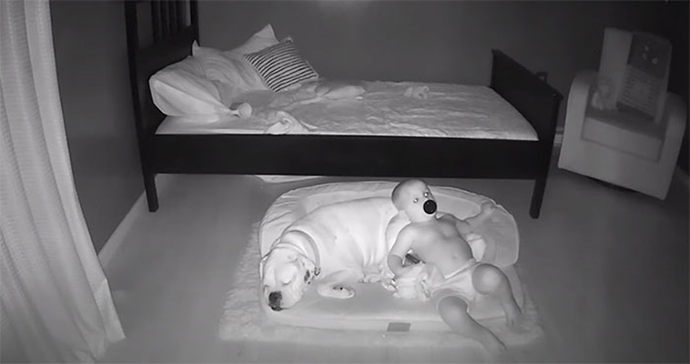 boy sleep with dog