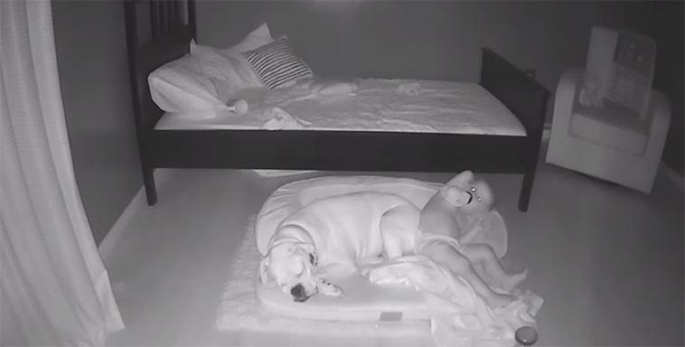boy sleep with dog