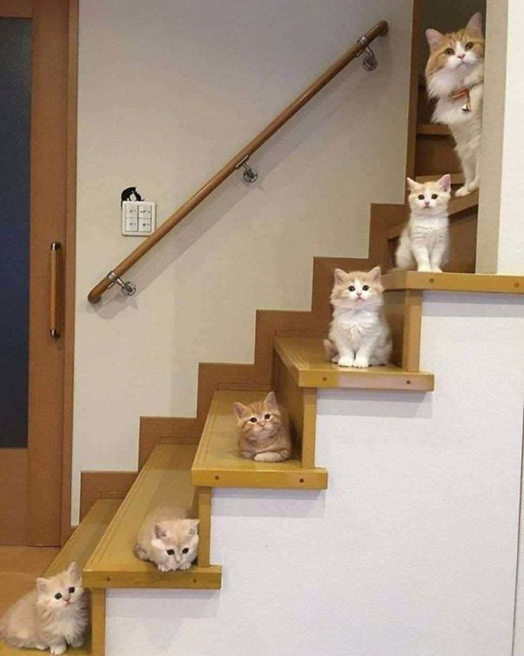 funny cat posts