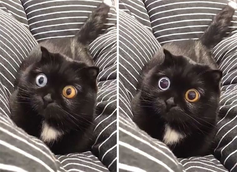 funny cat posts