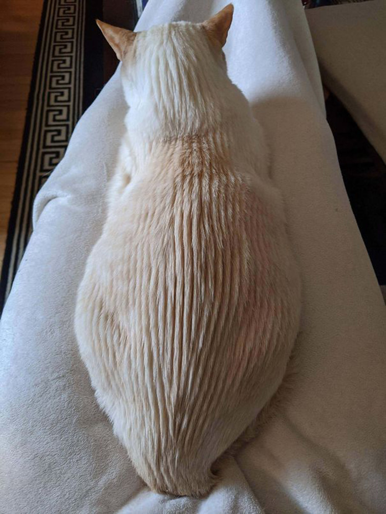 funny cat posts