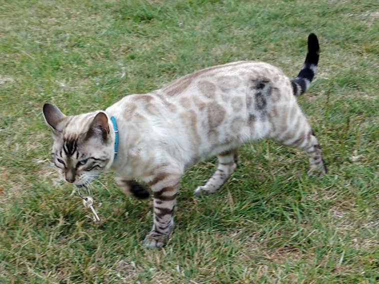 funny cat posts