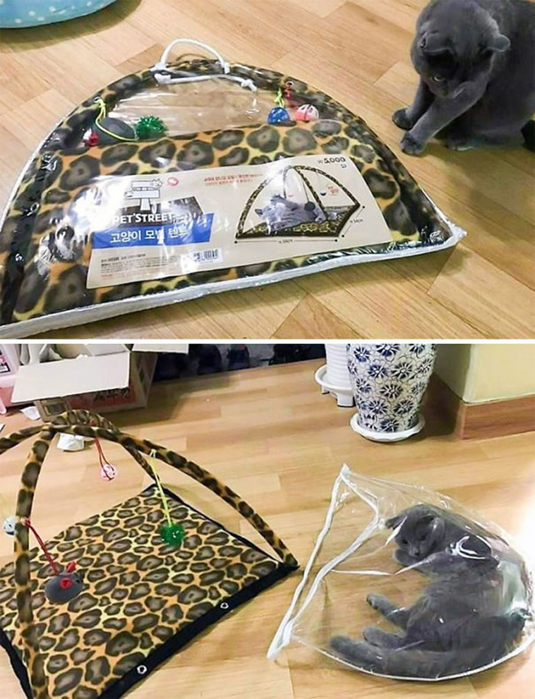 funny cat posts