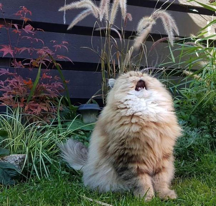 funny cat posts