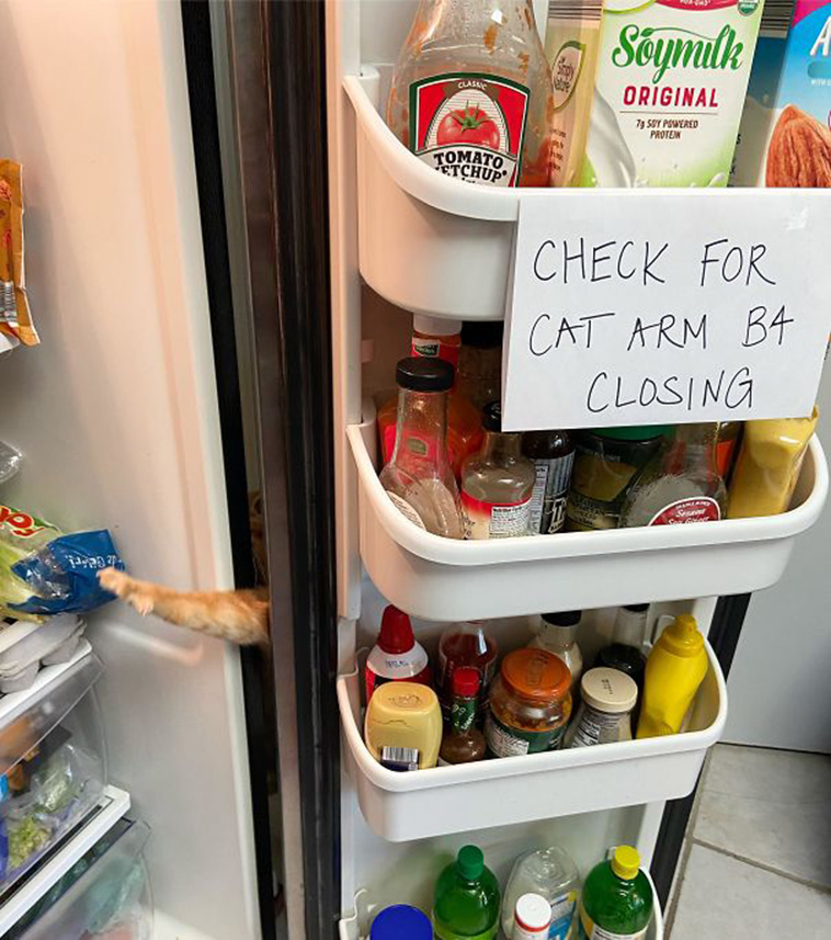 funny cat posts