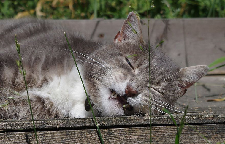 hilarious cat