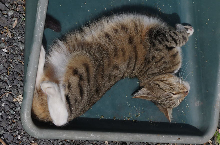 hilarious cat