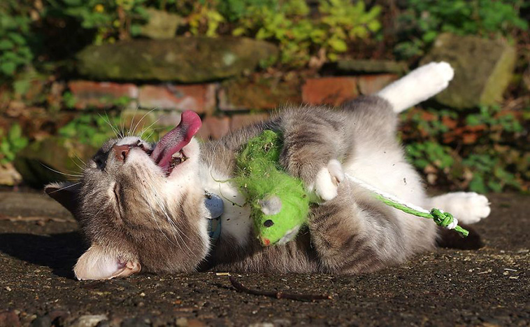 hilarious cat