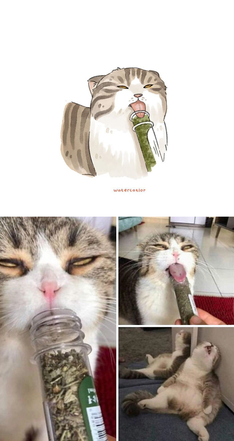 digital watercolor cats