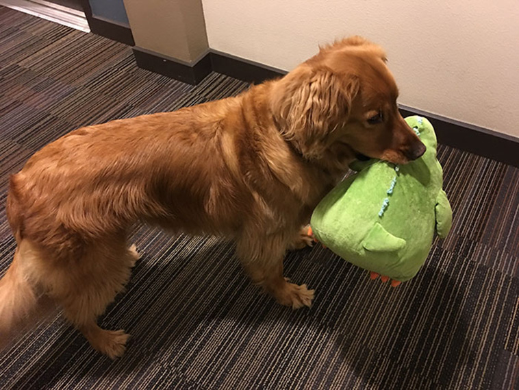 dog plush toys